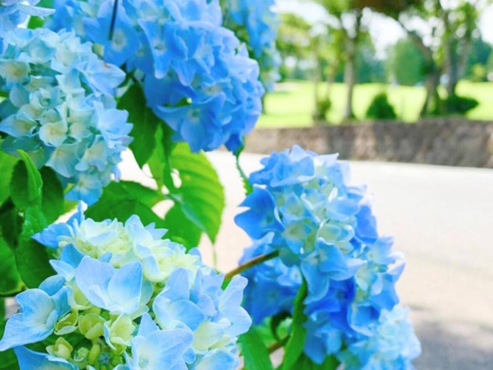 ฮาโกเน่ ยุโนะฮานะ ปริ้นซ์ โฮเต็ล Kanagawa