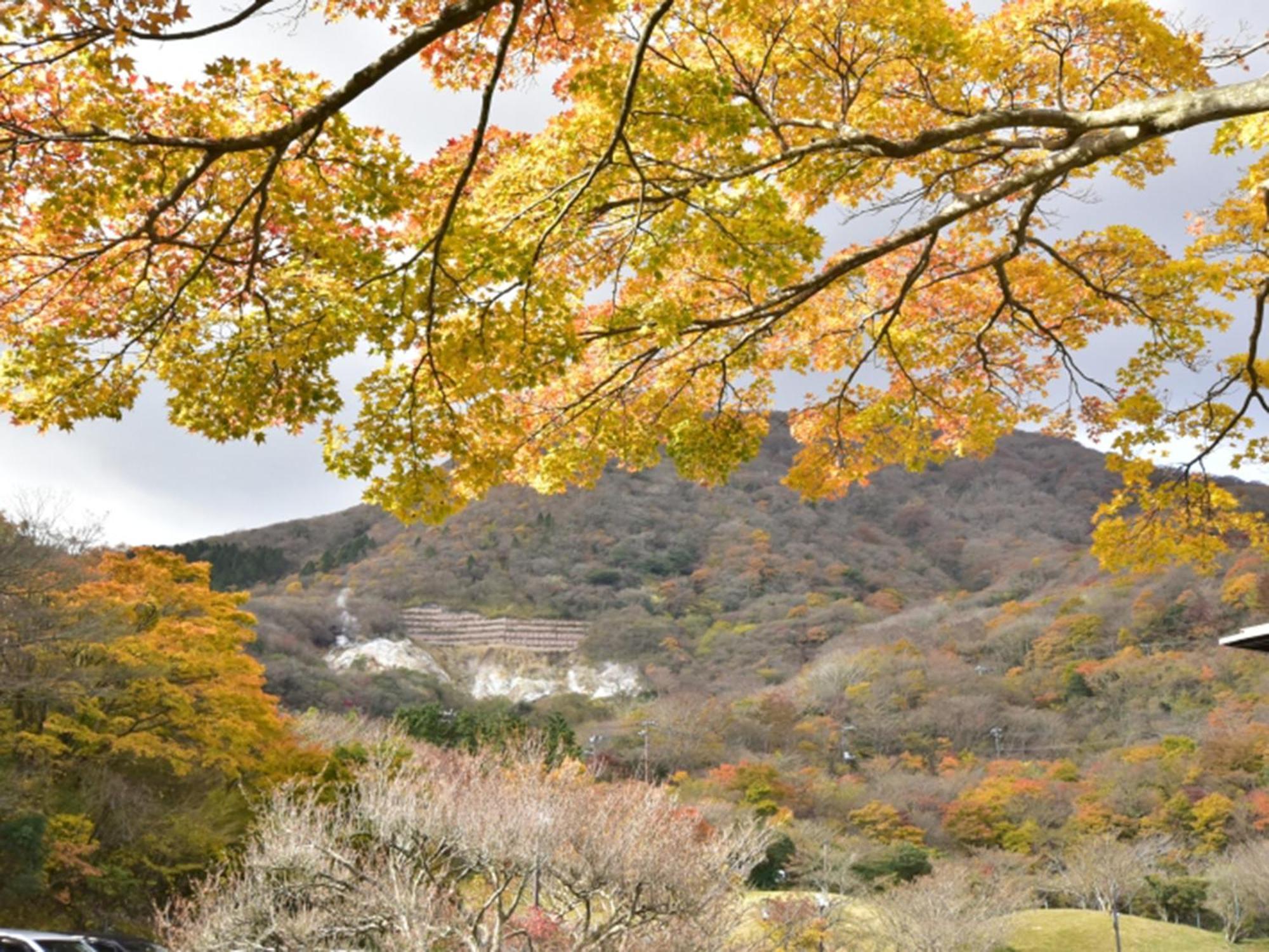 Ryokan Hakone Yunohana Kanagawa